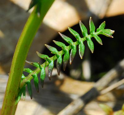 Selenia_aurea_leaf.jpg