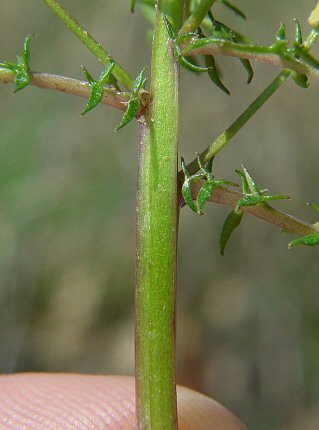 Selenia_aurea_stem.jpg