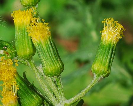 Senecio_vulgaris_florets.jpg