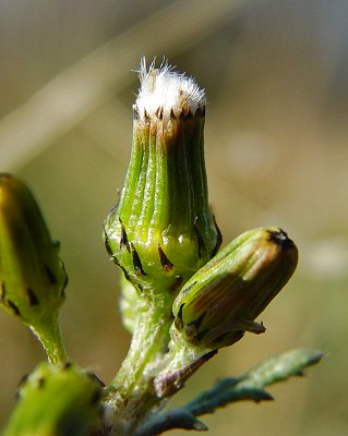 Senecio_vulgaris_fruiting_involucre.jpg