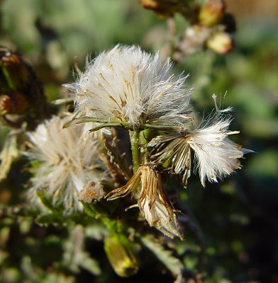 Senecio_vulgaris_fruits.jpg