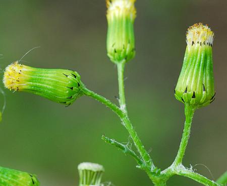 Senecio_vulgaris_heads.jpg