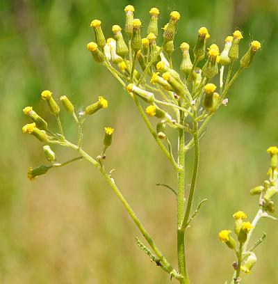 Senecio_vulgaris_inflorescence.jpg