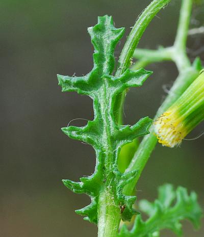 Senecio_vulgaris_leaf2.jpg