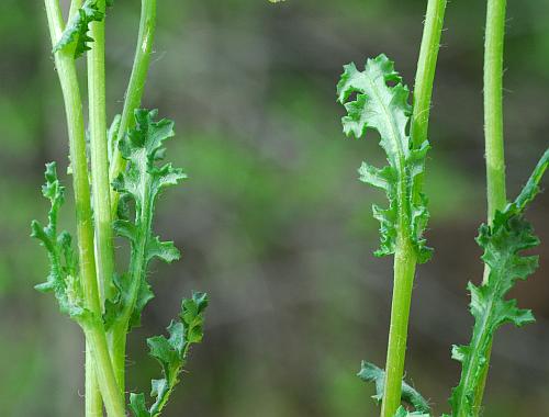 Senecio_vulgaris_leaves.jpg