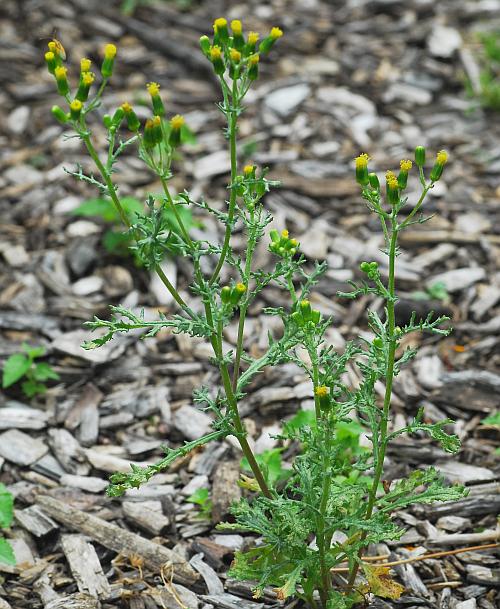 Senecio_vulgaris_plant.jpg