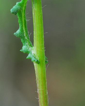 Senecio_vulgaris_stem.jpg