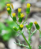 Senecio vulgaris thumbnail