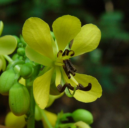 Senna_marilandica_flower.jpg