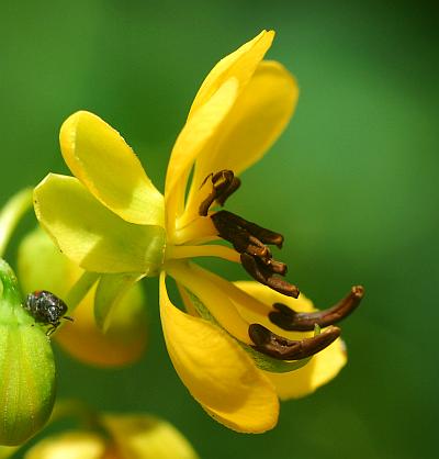 Senna_marilandica_flower1.jpg