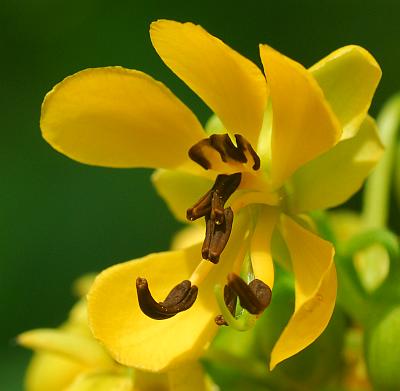 Senna_marilandica_flower2.jpg