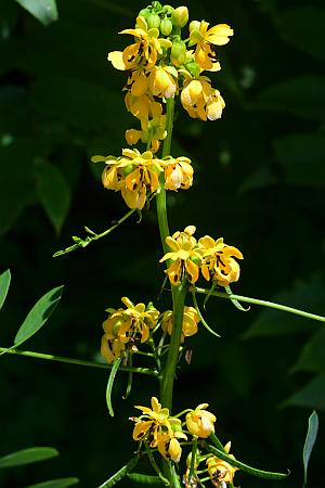 Senna_marilandica_inflorescence.jpg