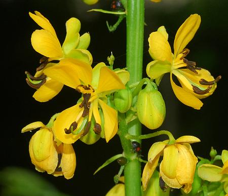 Senna_marilandica_inflorescence2.jpg