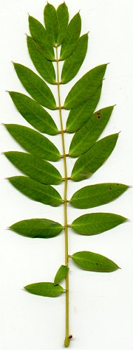 Senna_marilandica_leaf.jpg