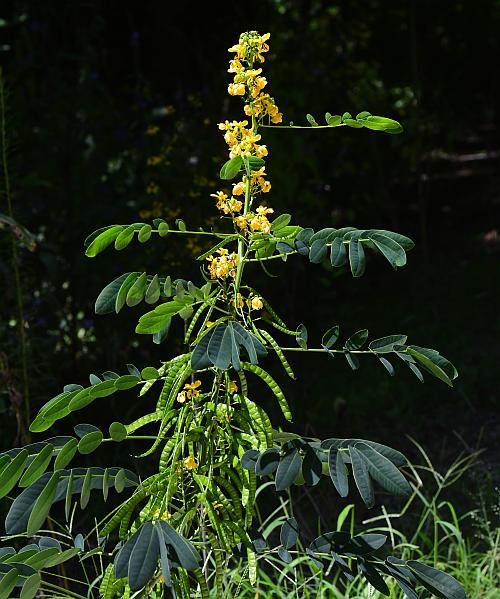 Senna_marilandica_plant.jpg