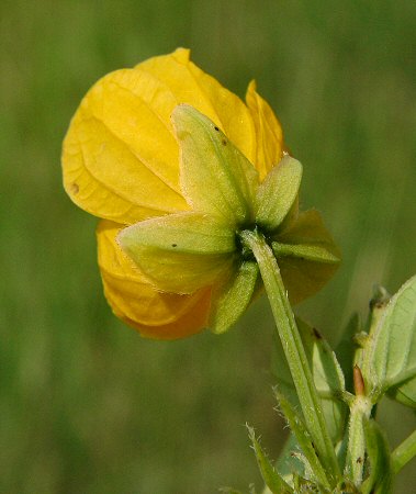 Senna_obtusifolia_calyx.jpg