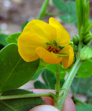 Senna_obtusifolia_flower.jpg