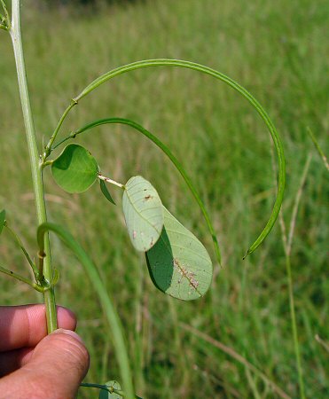 Senna_obtusifolia_fruit.jpg