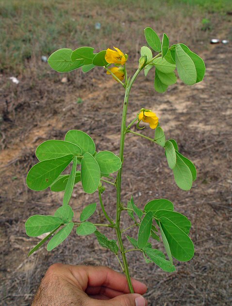 Senna_obtusifolia_plant.jpg