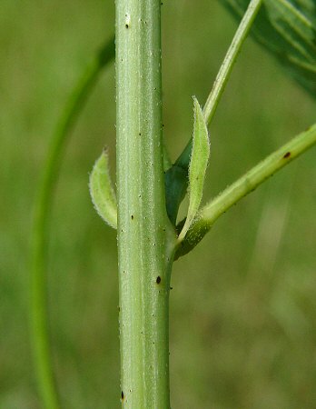 Senna_obtusifolia_stem.jpg