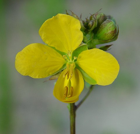 Senna_occidentalis_flower.jpg