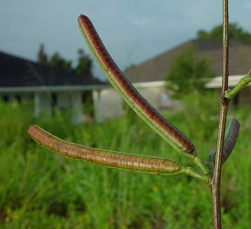 Senna_occidentalis_fruits.jpg