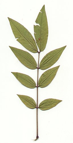 Senna_occidentalis_pressed_leaf.jpg