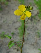 Senna occidentalis thumbnail