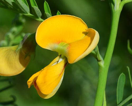 Sesbania_herbacea_flower.jpg