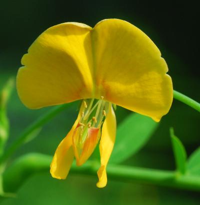 Sesbania_herbacea_flower2.jpg