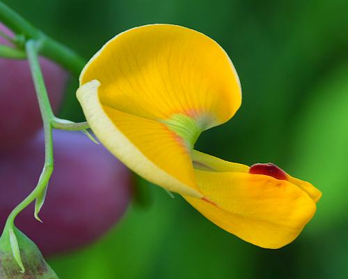 Sesbania_herbacea_flower3.jpg