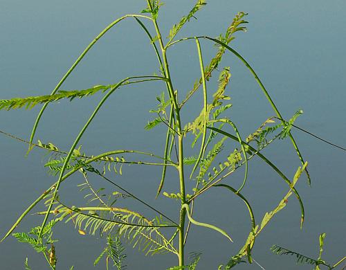 Sesbania_herbacea_fruits.jpg