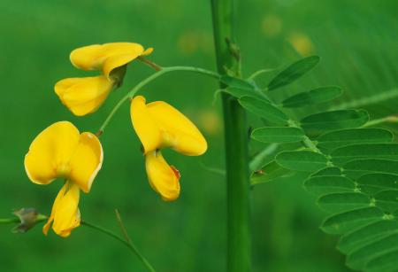 Sesbania_herbacea_inflorescence.jpg