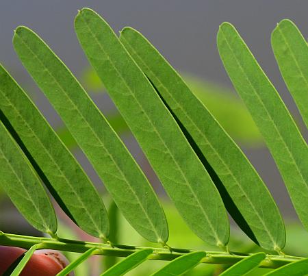 Sesbania_herbacea_leaflets1.jpg