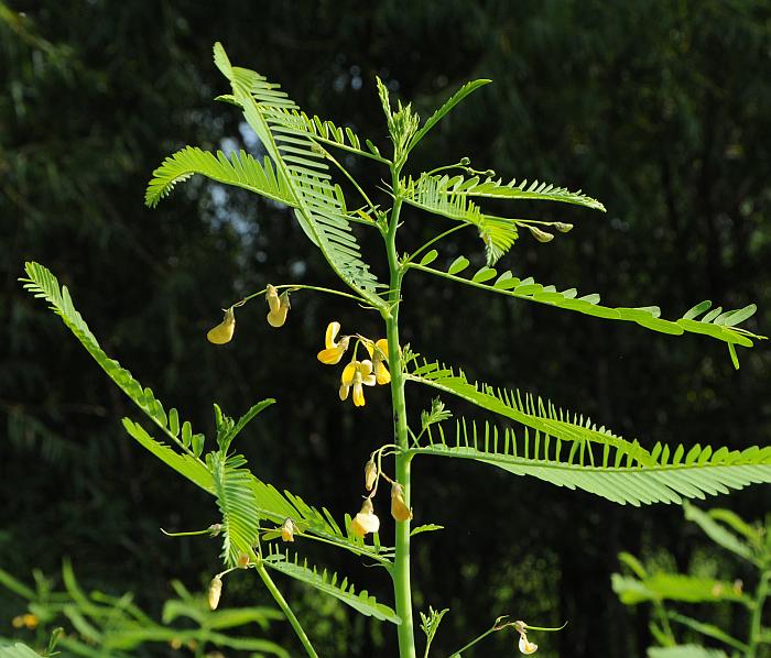 Sesbania_herbacea_plant.jpg