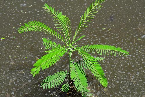 Sesbania_herbacea_seedling.jpg