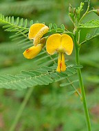 Sesbania herbacea thumbnail