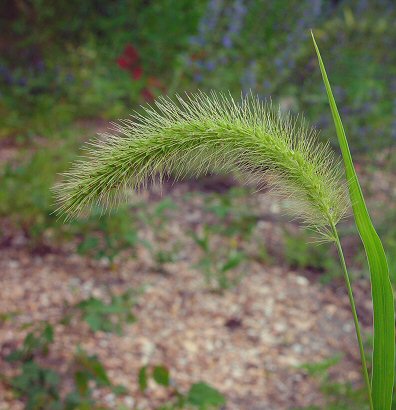 Setaria_faberi_inflorescence.jpg