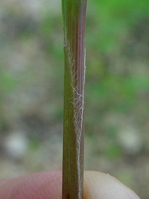 Setaria_faberi_leaf_sheath.jpg