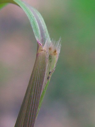 Setaria_faberi_ligule.jpg