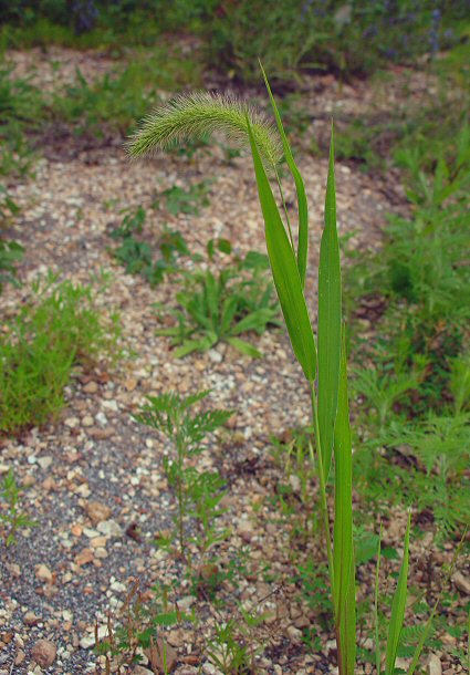 Setaria_faberi_plant.jpg