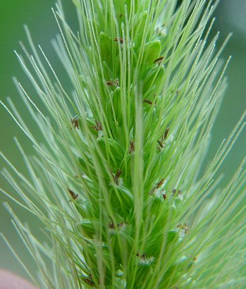 Setaria_faberi_spikelets.jpg