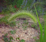 Setaria faberi thumbnail