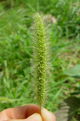 Setaria_viridis_inflorescence.jpg