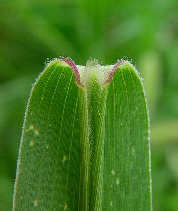 Setaria_viridis_ligule.jpg