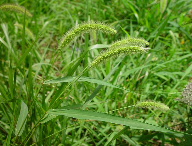 Setaria_viridis_plant.jpg