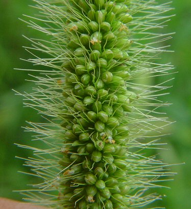 Setaria_viridis_spikelets.jpg