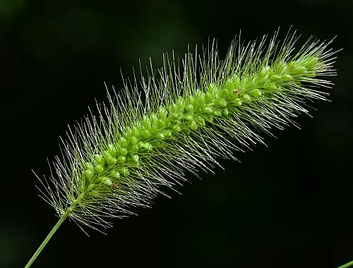 Setaria_viridis_var_viridis_inflorescence.jpg