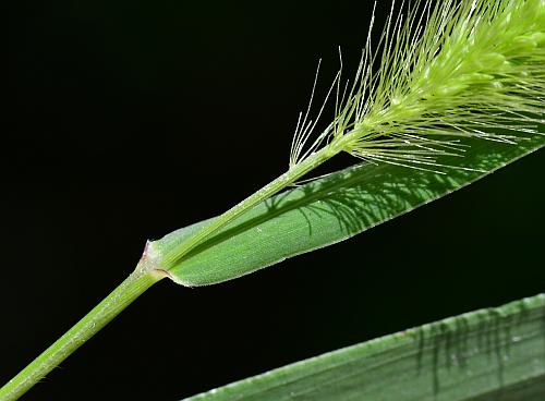 Setaria_viridis_var_viridis_inflorescence2.jpg