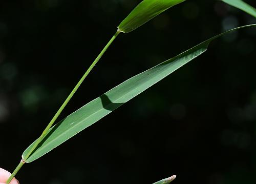 Setaria_viridis_var_viridis_leaf1.jpg